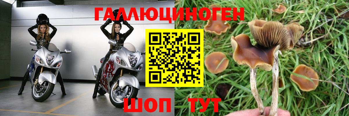 Галлюциногенные грибы Psilocybe Кандалакша