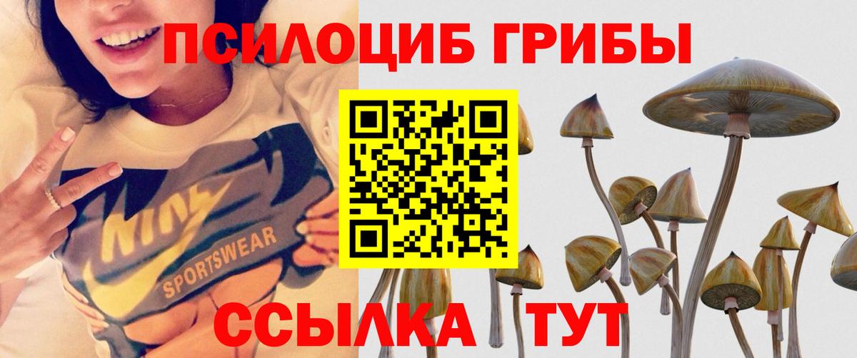 Галлюциногенные грибы Psilocybe Кандалакша